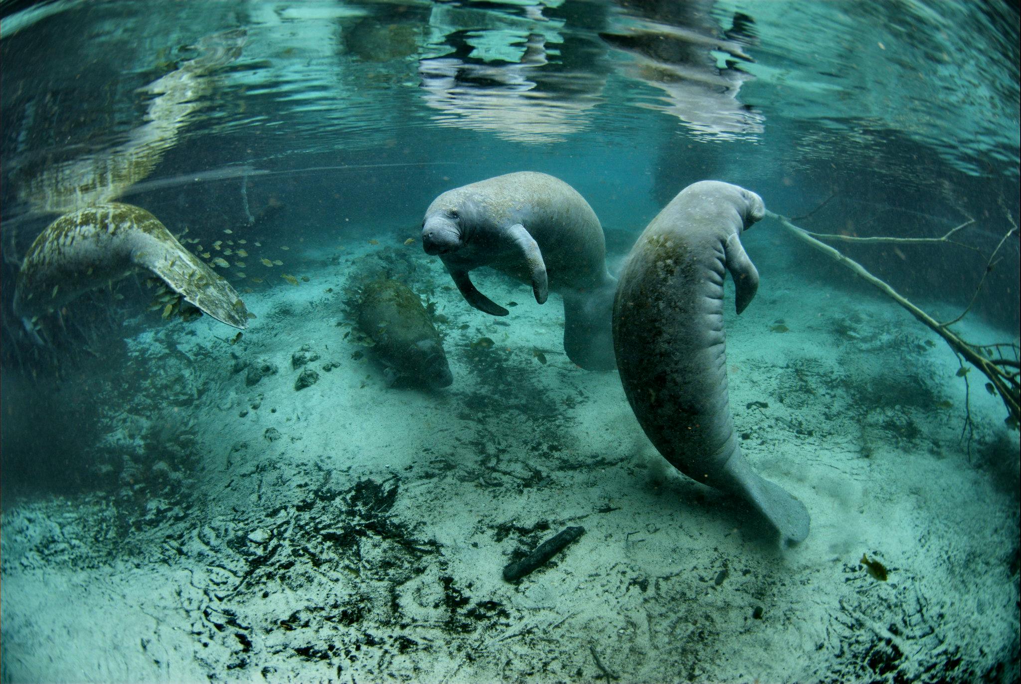 Endangered Florida manatee (Trichechus manatus), Crystal River National Wildlife Refuge, Florida